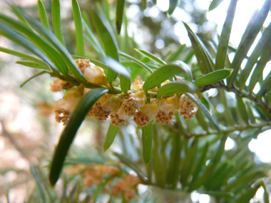 Nombreuses fleurs mâles en forme de chatons jaunes d'un centimètre de diamètre mais unique fleur par inflorescence femelle. Agrandir dans une nouvelle fenêtre (ou onglet)