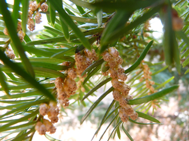 Nombreuses fleurs mâles en forme de chatons jaunes d'un centimètre de diamètre mais unique fleur par inflorescence femelle. Agrandir dans une nouvelle fenêtre (ou onglet)