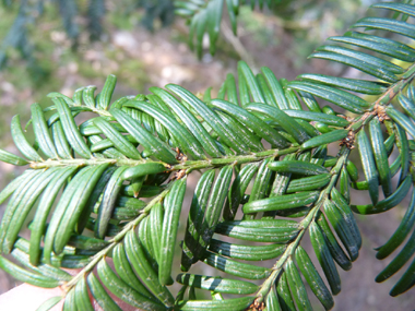 Feuilles en aiguilles persistantes aplaties, pointues, molles, disposées sur deux rangs, vert très foncé dessus mais la face inférieure vert clair comporte 2 bandes parfois peu visibles. Agrandir dans une nouvelle fenêtre (ou onglet)