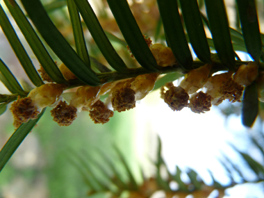 Nombreuses fleurs mâles en forme de chatons jaunes d'un centimètre de diamètre mais unique fleur par inflorescence femelle. Agrandir dans une nouvelle fenêtre (ou onglet)