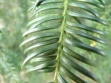 Feuilles en aiguilles persistantes aplaties, pointues, molles, disposées sur deux rangs, vert très foncé dessus mais la face inférieure vert clair comporte 2 bandes parfois peu visibles. Agrandir dans une nouvelle fenêtre (ou onglet)