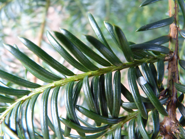 Feuilles en aiguilles persistantes aplaties, pointues, molles, disposées sur deux rangs, vert très foncé dessus mais la face inférieure vert clair comporte 2 bandes parfois peu visibles. Agrandir dans une nouvelle fenêtre (ou onglet)