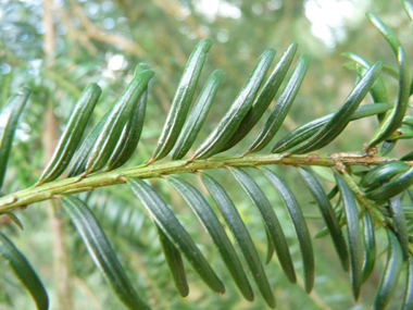 Feuilles en aiguilles persistantes aplaties, pointues, molles, disposées sur deux rangs, vert très foncé dessus mais la face inférieure vert clair comporte 2 bandes parfois peu visibles. Agrandir dans une nouvelle fenêtre (ou onglet)