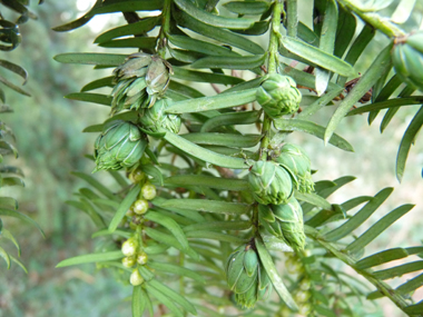 Nombreuses fleurs mâles en forme de chatons jaunes d'un centimètre de diamètre mais unique fleur par inflorescence femelle. Agrandir dans une nouvelle fenêtre (ou onglet)