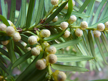 Nombreuses fleurs mâles en forme de chatons jaunes d'un centimètre de diamètre mais unique fleur par inflorescence femelle. Agrandir dans une nouvelle fenêtre (ou onglet)