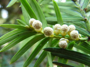 Nombreuses fleurs mâles en forme de chatons jaunes d'un centimètre de diamètre mais unique fleur par inflorescence femelle. Agrandir dans une nouvelle fenêtre (ou onglet)