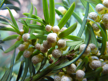 Nombreuses fleurs mâles en forme de chatons jaunes d'un centimètre de diamètre mais unique fleur par inflorescence femelle. Agrandir dans une nouvelle fenêtre (ou onglet)