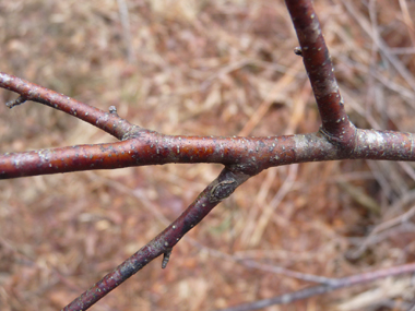 Rameau brun-roux quand il est jeune, couvert de petites verrues résineuses grises. Les jeunes rameaux sont très souples et pendants à l'extrémité des branches. Agrandir dans une nouvelle fenêtre (ou onglet)