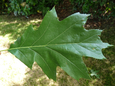 Grandes (12-20 cm) feuilles alternes comportant 7-9 lobes terminés par 1 à 3 pointes. Agrandir dans une nouvelle fenêtre (ou onglet)