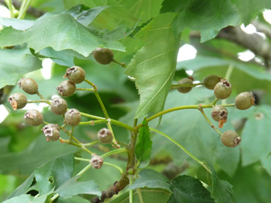 Fruits appelés alises, ovoïdes, bruns et d'environ 2 cm. Agrandir dans une nouvelle fenêtre (ou onglet)
