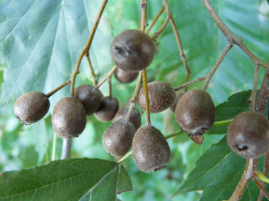 Fruits appelés alises, ovoïdes, bruns et d'environ 2 cm. Agrandir dans une nouvelle fenêtre (ou onglet)