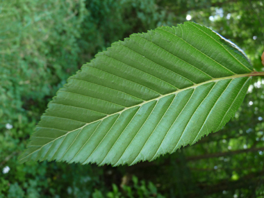 Feuilles alternes irrégulièrement dentées. Agrandir dans une nouvelle fenêtre (ou onglet)