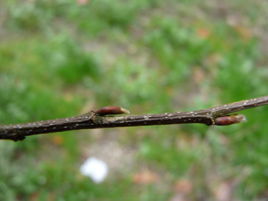 Bourgeons ovoïdes, pointus et allongés qui sont appliqués contre le rameau. Agrandir dans une nouvelle fenêtre (ou onglet)