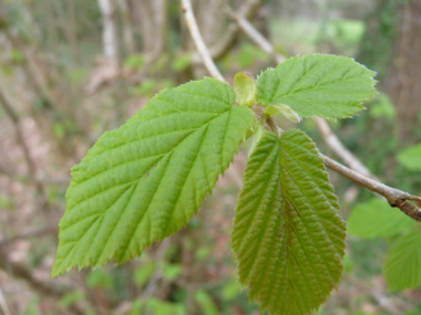 Feuilles alternes irrégulièrement dentées. Agrandir dans une nouvelle fenêtre (ou onglet)