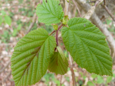 Feuilles alternes irrégulièrement dentées. Agrandir dans une nouvelle fenêtre (ou onglet)