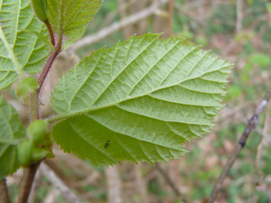 Face inférieure de la feuille. Agrandir dans une nouvelle fenêtre (ou onglet)