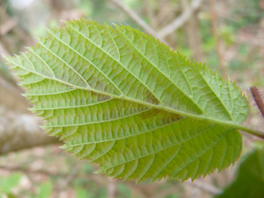 Face inférieure de la feuille. Agrandir dans une nouvelle fenêtre (ou onglet)