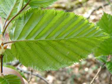 Face inférieure de la feuille. Agrandir dans une nouvelle fenêtre (ou onglet)