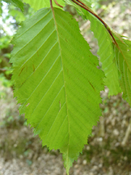 Face inférieure de la feuille. Agrandir dans une nouvelle fenêtre (ou onglet)