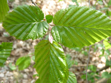 Feuilles alternes irrégulièrement dentées. Agrandir dans une nouvelle fenêtre (ou onglet)