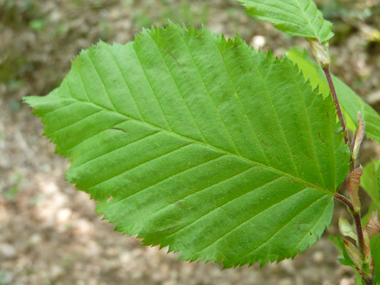 Feuilles alternes irrégulièrement dentées. Agrandir dans une nouvelle fenêtre (ou onglet)