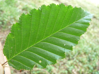 Feuilles alternes irrégulièrement dentées. Agrandir dans une nouvelle fenêtre (ou onglet)