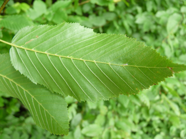 Face inférieure de la feuille. Agrandir dans une nouvelle fenêtre (ou onglet)