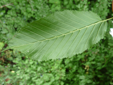 Face inférieure de la feuille. Agrandir dans une nouvelle fenêtre (ou onglet)