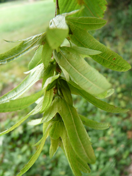 Grappes d'akènes pendants. Agrandir dans une nouvelle fenêtre (ou onglet)