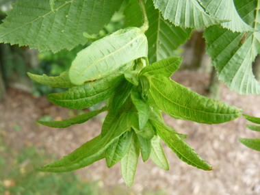 Grappes d'akènes pendants. Agrandir dans une nouvelle fenêtre (ou onglet)