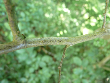 Rameaux sinueux, souples, grêles, un peu pubescent à l'état jeune et disposés dans un même plan. Agrandir dans une nouvelle fenêtre (ou onglet)