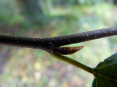 Bourgeons ovoïdes, pointus et allongés qui sont appliqués contre le rameau. Agrandir dans une nouvelle fenêtre (ou onglet)