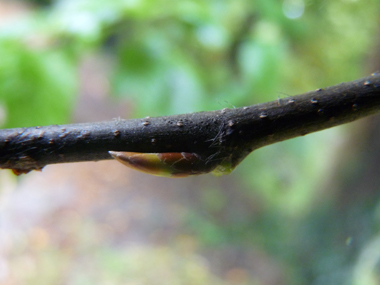 Bourgeons ovoïdes, pointus et allongés qui sont appliqués contre le rameau. Agrandir dans une nouvelle fenêtre (ou onglet)