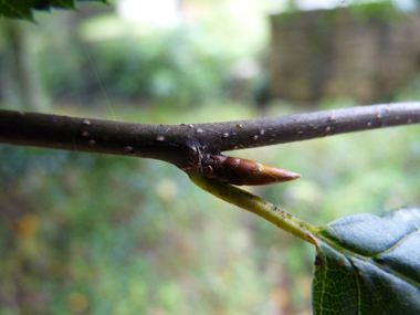 Bourgeons ovoïdes, pointus et allongés qui sont appliqués contre le rameau. Agrandir dans une nouvelle fenêtre (ou onglet)