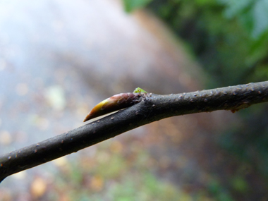 Bourgeons ovoïdes, pointus et allongés qui sont appliqués contre le rameau. Agrandir dans une nouvelle fenêtre (ou onglet)