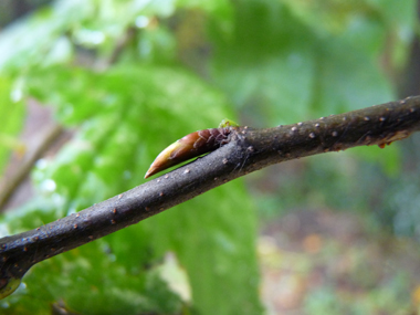 Bourgeons ovoïdes, pointus et allongés qui sont appliqués contre le rameau. Agrandir dans une nouvelle fenêtre (ou onglet)