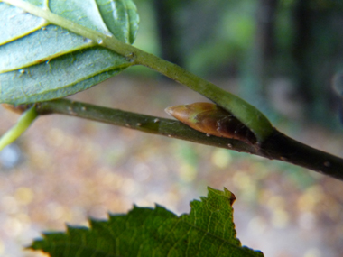 Bourgeons ovoïdes, pointus et allongés qui sont appliqués contre le rameau. Agrandir dans une nouvelle fenêtre (ou onglet)