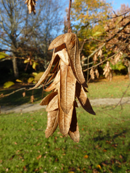 Grappes d'akènes pendants. Agrandir dans une nouvelle fenêtre (ou onglet)