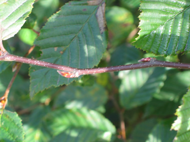 Bourgeons ovoïdes, pointus et allongés qui sont appliqués contre le rameau. Agrandir dans une nouvelle fenêtre (ou onglet)