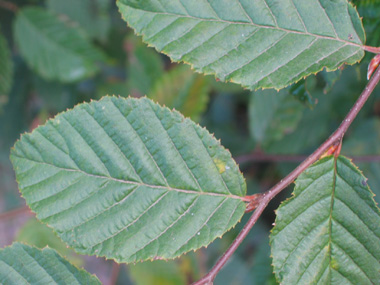 Feuilles alternes irrégulièrement dentées. Agrandir dans une nouvelle fenêtre (ou onglet)