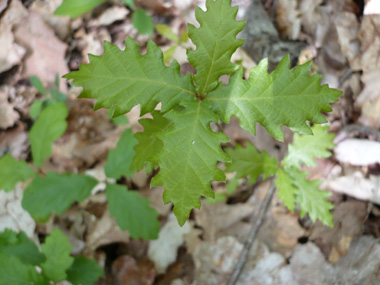 Feuilles alternes, longues de 6 à 12 cm, brillantes et allongées, de couleur vert sombre et terminées par une petite pointe. Les sinus peuvent parfois être profonds. Si elles sont glabres dessus, le dessous est pubescent. Agrandir dans une nouvelle fenêtre (ou onglet)