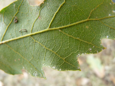 Face inférieure de la feuille pubescent. Agrandir dans une nouvelle fenêtre (ou onglet)