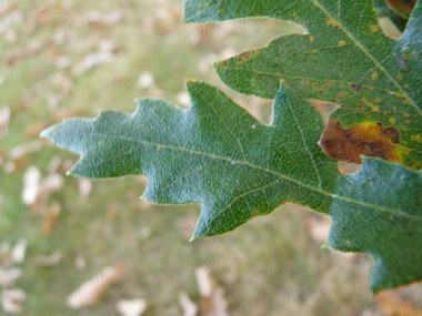 Feuilles alternes, longues de 6 à 12 cm, brillantes et allongées, de couleur vert sombre et terminées par une petite pointe. Les sinus peuvent parfois être profonds. Si elles sont glabres dessus, le dessous est pubescent. Agrandir dans une nouvelle fenêtre (ou onglet)