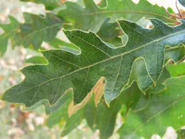 Feuilles alternes, longues de 6 à 12 cm, brillantes et allongées, de couleur vert sombre et terminées par une petite pointe. Les sinus peuvent parfois être profonds. Si elles sont glabres dessus, le dessous est pubescent. Agrandir dans une nouvelle fenêtre (ou onglet)