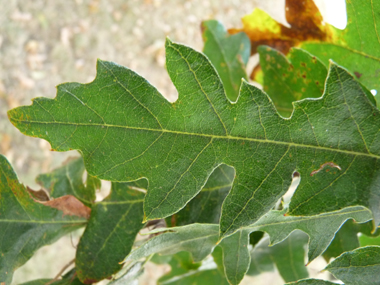 Feuilles alternes, longues de 6 à 12 cm, brillantes et allongées, de couleur vert sombre et terminées par une petite pointe. Les sinus peuvent parfois être profonds. Si elles sont glabres dessus, le dessous est pubescent. Agrandir dans une nouvelle fenêtre (ou onglet)