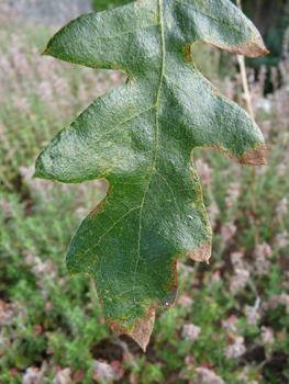 Feuilles alternes, longues de 6 à 12 cm, brillantes et allongées, de couleur vert sombre et terminées par une petite pointe. Les sinus peuvent parfois être profonds. Si elles sont glabres dessus, le dessous est pubescent. Agrandir dans une nouvelle fenêtre (ou onglet)