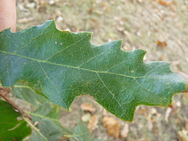 Feuilles alternes, longues de 6 à 12 cm, brillantes et allongées, de couleur vert sombre et terminées par une petite pointe. Les sinus peuvent parfois être profonds. Si elles sont glabres dessus, le dessous est pubescent. Agrandir dans une nouvelle fenêtre (ou onglet)