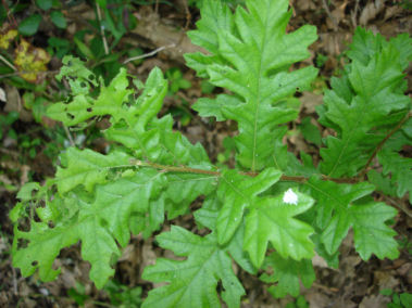 Feuilles alternes, longues de 6 à 12 cm, brillantes et allongées, de couleur vert sombre et terminées par une petite pointe. Les sinus peuvent parfois être profonds. Si elles sont glabres dessus, le dessous est pubescent. Agrandir dans une nouvelle fenêtre (ou onglet)