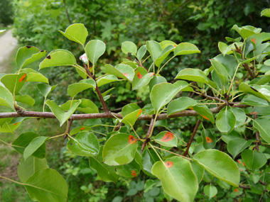 Feuilles caduques, alternes, denticulées (dotées de petites dents) et longuement pétiolées (le pétiole est souvent plus long que le limbe). Le limbe est ovale ou arrondi à la base mais terminé par par une pointe au sommet. Agrandir dans une nouvelle fenêtre (ou onglet)