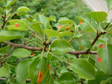 Feuilles caduques, alternes, denticulées (dotées de petites dents) et longuement pétiolées (le pétiole est souvent plus long que le limbe). Le limbe est ovale ou arrondi à la base mais terminé par par une pointe au sommet. Agrandir dans une nouvelle fenêtre (ou onglet)